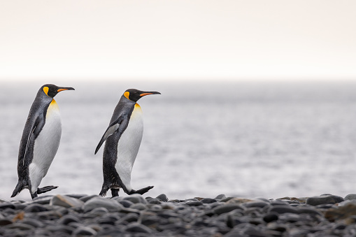 Close up of two penguins holding wings, Falkland islands.