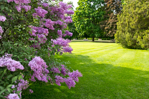 lilac tree against park landscape