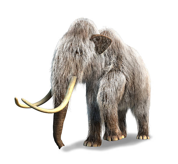 istock Photorealistic 3D rendering of a Mammoth. On white background. 178462319