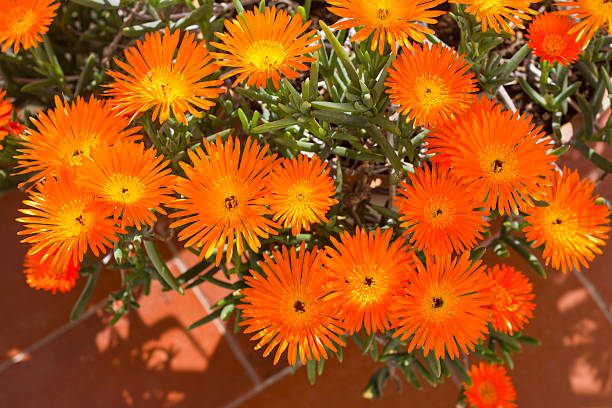 View of a beautiful vygie south african succulent flower on a vase.