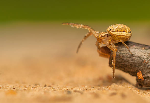 730+ Brown Crab Spider Stock Photos, Pictures & Royalty-Free Images