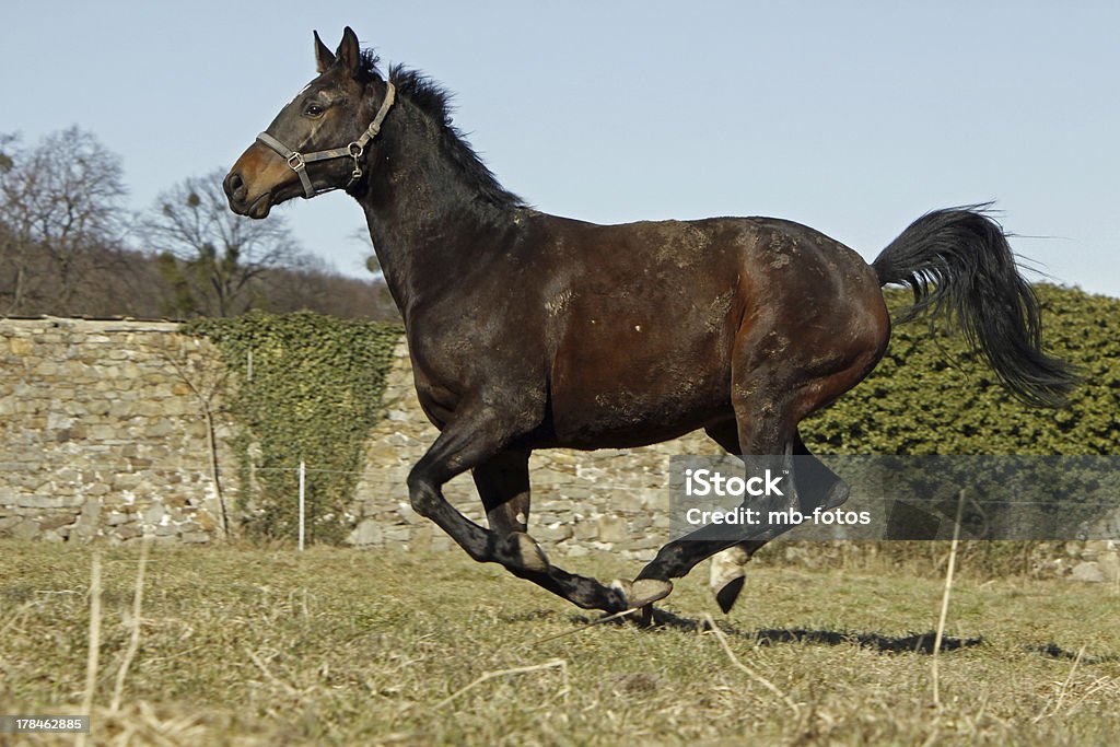 Galloping Trakehner Agility Stock Photo