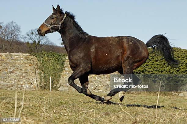 Galloping Trakehner Stock Photo - Download Image Now - Agility, Bay Horse, Corral