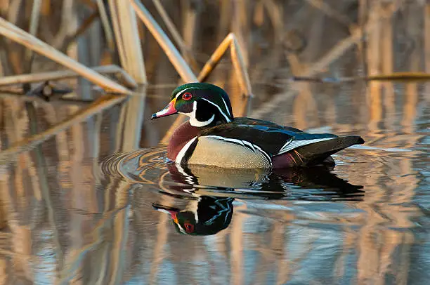 Male Wood Duck swimming in cattails in a wetland