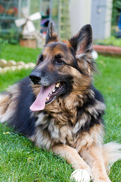 istock German Shepherd laying in the garden 178463073