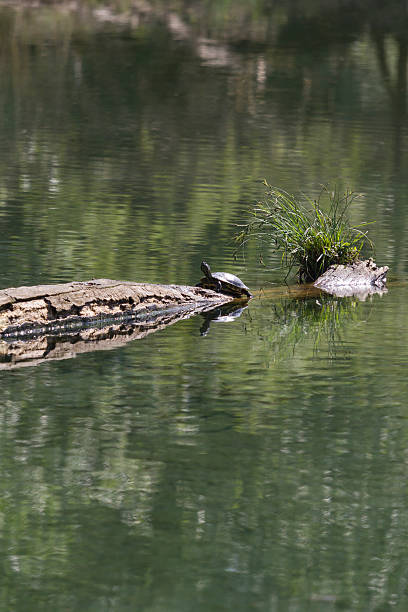 rivière turtle - turtle photos et images de collection