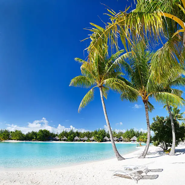 Beautiful beach with coconut palms on Bora Bora island in French Polynesia, 5 photos panorama