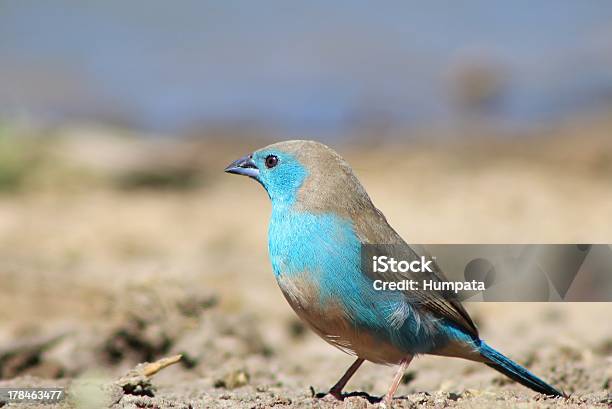 Blue Waxbill Aves Silvestres De África Color Pride Y Naturaleza Foto de stock y más banco de imágenes de Agua