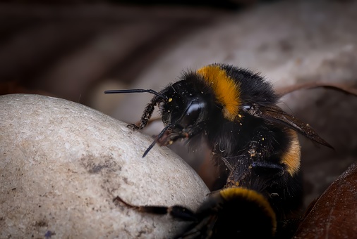 White tailed Bumble bee emerging from its nest