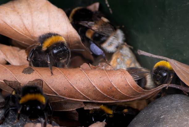 White tailed Bumble bees emerging from their ground nest stock photo