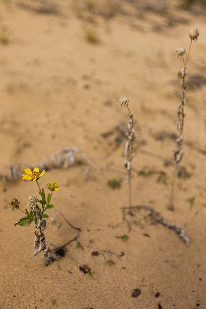 Yellow Flower now and later stock photo