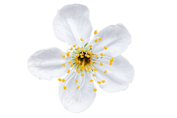 istock Single flower of cherry. Isolated on white background. 178463666