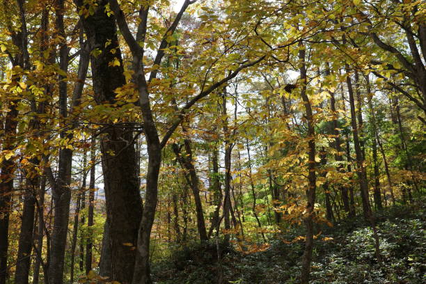 istock Autumn Leaves in the Deciduous Broadleaf Forest Centered around the Beech Trees of Funagatake Mountain 1784637786
