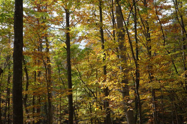 istock Autumn Leaves in the Deciduous Broadleaf Forest Centered around the Beech Trees of Funagatake Mountain 1784638865
