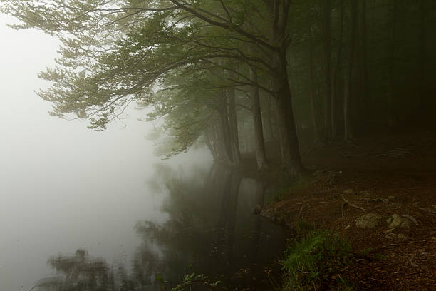 istock Trees in a dark forest with green fog 178464155