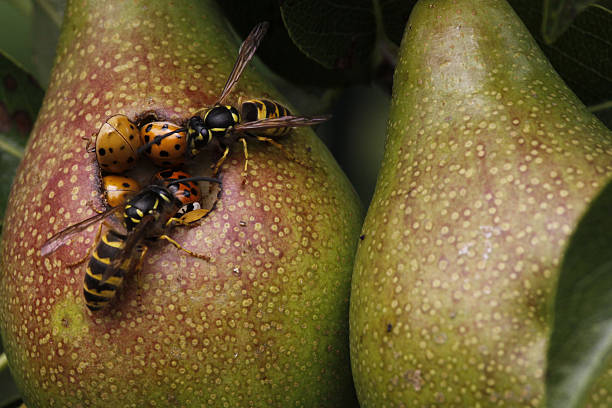 Ladybugs and wasps in a pear