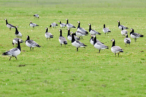 Wild geese in green field in Netherlands