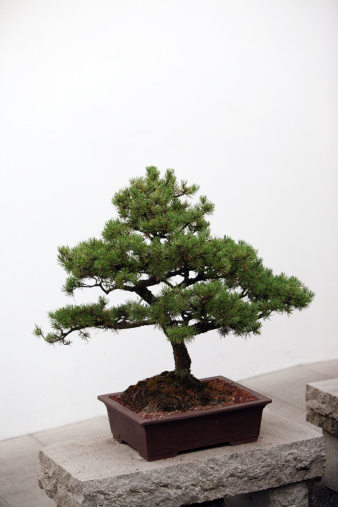 A Japanese ficus tree pot