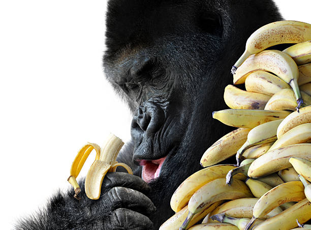 Big hungry gorilla eating a healthy snack of bananas for breakfast, isolated on a white background.