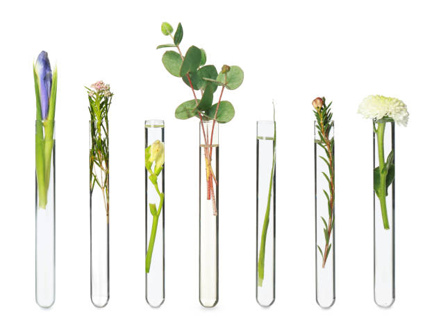 istock Set with different plants in test tubes on white background 1784646036