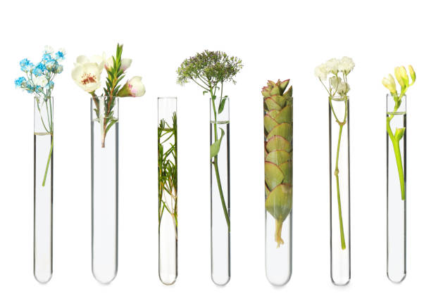 istock Set with different plants in test tubes on white background 1784646551