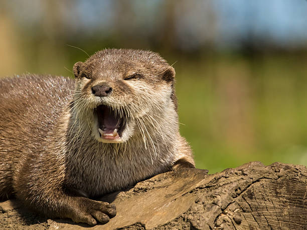 oriental curta clawed lontra: aonyx cinerea - oriental short clawed otter - fotografias e filmes do acervo