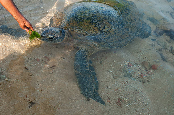 istock feeding of sea turtle 178465044