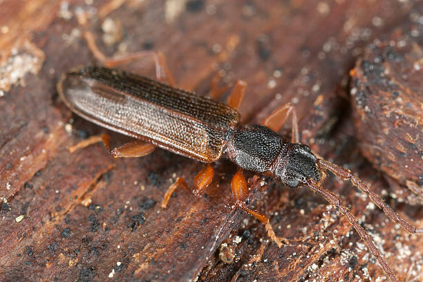 istock False skin beetle, Cendrophagus crenatus sitting on wood 178465060
