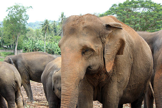 istock Adult Asian elephant 178465138