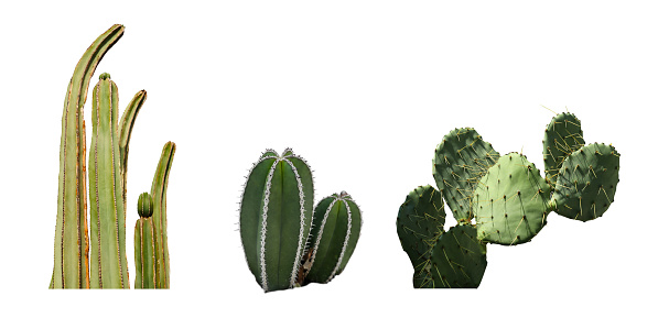 Set with different beautiful cacti on white background. Banner design