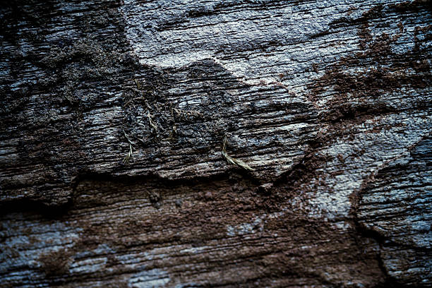 Fondo de textura de la vieja pared de madera - foto de stock