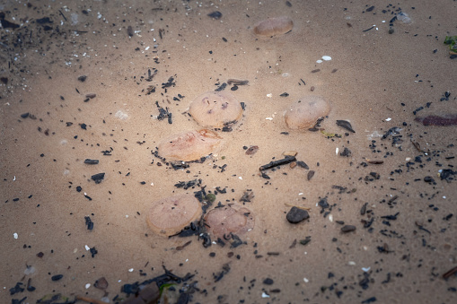 Picture of aurelia aurita jellyfish dying on the coast of the baltic sea in Latvia. Aurelia aurita (also called the common jellyfish, moon jellyfish, moon jelly or saucer jelly) is a species of the family Ulmaridae. All species in the genus are very similar, and it is difficult to identify Aurelia medusae without genetic sampling; most of what follows applies equally to all species of the genus. The jellyfish is almost entirely translucent, usually about 2540 cm (1016 in) in diameter, and can be recognized by its four horseshoe-shaped gonads, easily seen through the top of the bell. It feeds by collecting medusae, plankton, and mollusks with its tentacles, and bringing them into its body for digestion. It is capable of only limited motion, and drifts with the current, even when swimming.