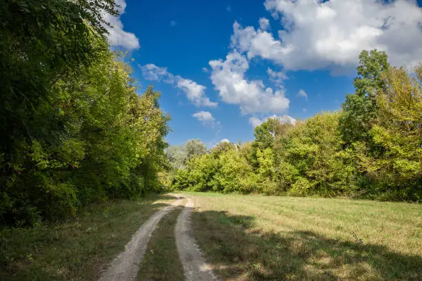 Picture of trees next to a forest path in summer with their typical colors for spring: green and sun in the duna drava nemzeti park. Danube-Drava National Park was founded in 1996 and is located in the south west of Hungary. The current area is 490 square kilometres and the majority of the national park sites are located within the Danube and Drava floodland areas, of which 190 km square are Ramsar wetlands.