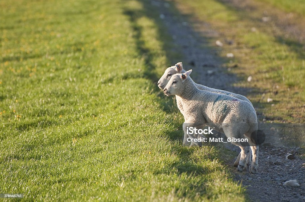 Coppia di agnello di primavera all'alba nel paesaggio rurale viso - Foto stock royalty-free di Agnello - Animale