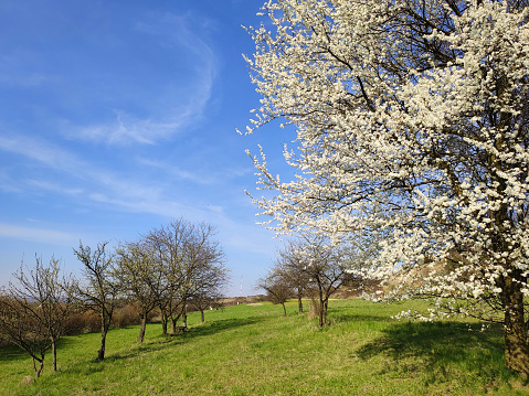 Blooming tree spring rural landscape in Poland.