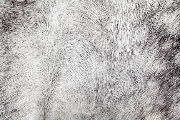 istock Horse hair 178466123