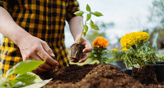 Hands of a young woman planting sprout in the flower pot. transplant plants. Several brown flower pot, heap of soil on a light wooden background. Earth Day.