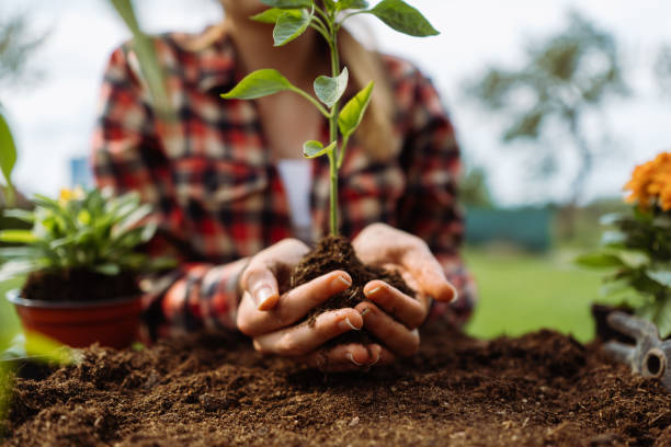 istock Woman holding small growing plant. Without face. Hands holding three. 1784666510