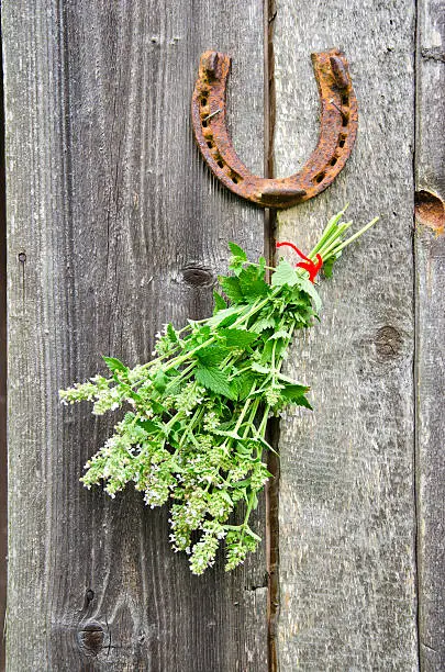 lemon-balm healthy herbs and rusty horseshoe on old wooden farm wall