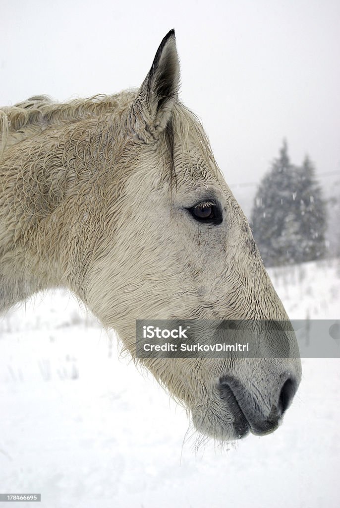 Retrato de cavalo - Foto de stock de Animal royalty-free
