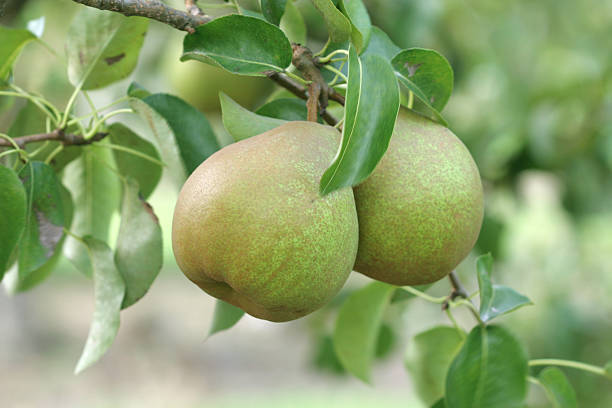 istock couple of green pears 178467427