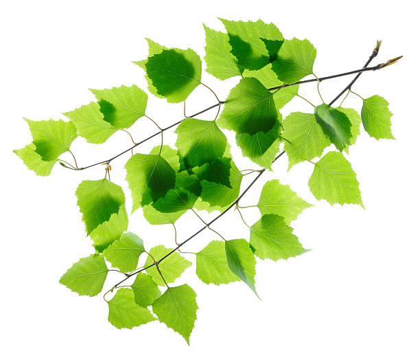 istock Birch twigs with green leaves 178467545