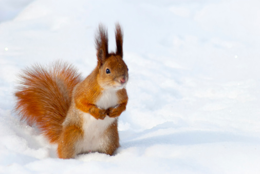Red squirrel on the snow  taken in Kyiv, Ukraine, in winter