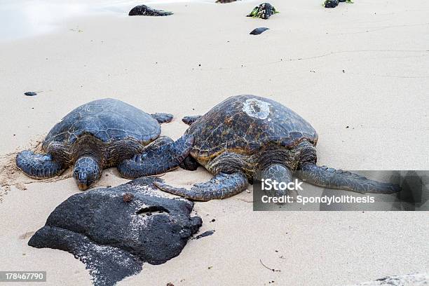 Vada A Caccia Di Tartarughe Spiaggia Isola Di Oahu Hawaii - Fotografie stock e altre immagini di Ambientazione esterna