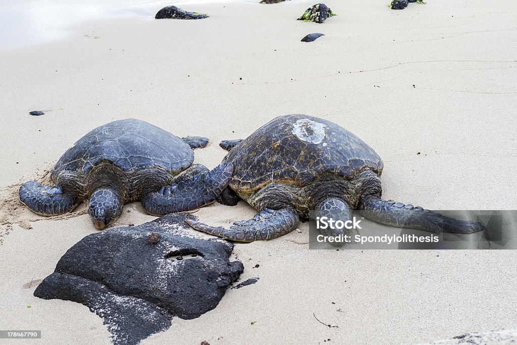 turtle Пляж Оаху, Гавайи - Стоковые фото Береговая линия роялти-фри