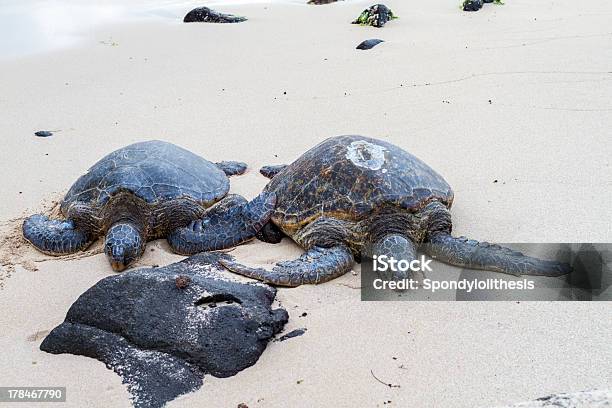 Turtle Пляж Оаху Гавайи — стоковые фотографии и другие картинки Береговая линия - Береговая линия, Веселье, Гавайские острова