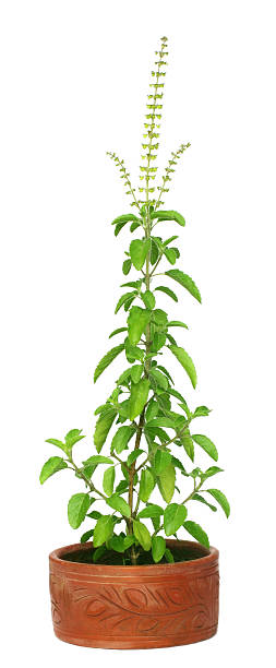 holy basilic médicinal ou de tulsi plant - ayurveda herb alternative medicine herbal medicine photos et images de collection