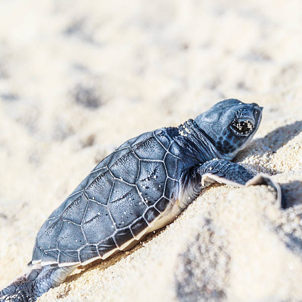 tortue de mer nouveau-né - sea turtle square shape square endangered species photos et images de collection