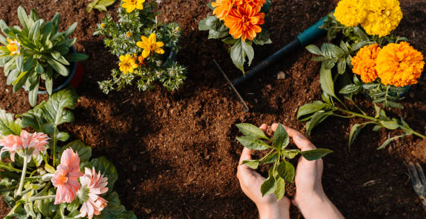 istock Female hands holding flowers. Garden scenery background. Copyspace 1784679066