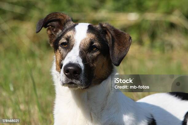 Podenco Wymieszać - zdjęcia stockowe i więcej obrazów Biały - Biały, Brązowy, Czarny kolor